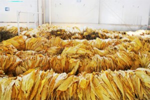 烟草行业解决方案与案例