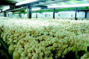 菌类养殖解决方案与案例
