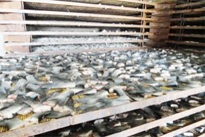 水产品烘干烘干解决方案与案例