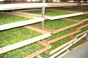 茶叶烘干
